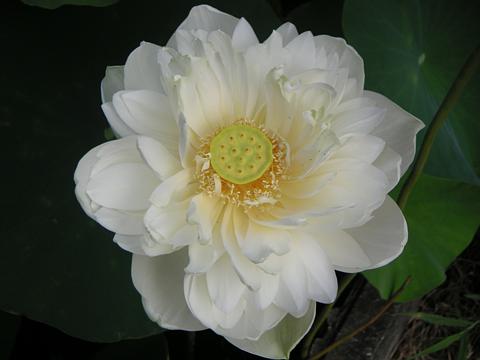 PICT0072.jpg